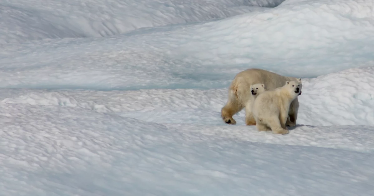 ours polaire sur la banquise